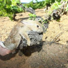 Uno de los conejos que causan daños en los viñedos.