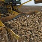 Montonera de remolacha recién arrancada en el campo leonés