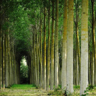 El 88% de los bosques leoneses está sometido a explotació sostenible de recursos