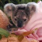AUSTRALIA ZOO