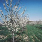 El anticipo de las cálidas temperaturas favoreció la floración