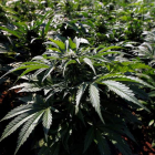 Los narcotraficantes tenían una plantación de marihuana. ULISES RUIZ BASURTO