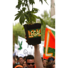 España tiene 170.000 nuevos consumidores de cannabis.