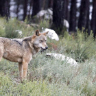 La sentencia estima que permitir reanudar la caza del lobo supondría un daño «irreversible e irreparable». MIRIAM A. MONTESINOS