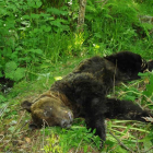 El oso encontrado muerto en Rabanal de Arriba.