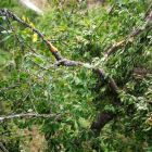 Uno de los árboles frutales rotos por el plantígrado. ARAUJO