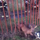 Los bomberos sacaron al animal salvaje de entre los barrotes. DL