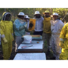 El sector de la apicultura en León ha experimentado un gran crecimiento en los últimos años. DL