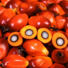Frutos de la palma aceitera africana o 'Elaeis guineensis', de los que se extra el aceite de palma. Las mayores plantaciones se encuentran en el Sudeste asiático.