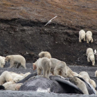 Los osos polares devoran a una ballena en la isla Wrangel