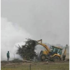 Aumenta la actividad de arranque de árboles por fuego bacteriano