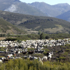 Un rebaño de ovejas y cabras en la montaña leonesa. MARCIANO PÉREZ