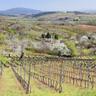 Una de las viñas de Jorge Vega en primer plano de una impresionante imagen de primavera de gran parte del Bierzo vitícola.