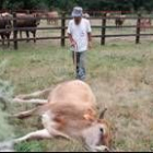 El ganadero, junto a la vaca muerta por beber supuestamente agua contaminada