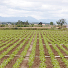 Campo de cultivo en la provincia de León. MARCIANO PÉREZ
