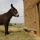 Ejemplar de burro zamorano-leonés. JESÚS F. SALVADORES