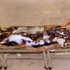 Los científicos miden el colosal cuerpo de este calamar neozelandés