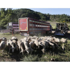 Ovejas traídas desde Extremadura a los puertos de la Montaña Oriental para aprovechar el verano en los pastos leoneses.