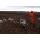 Una rehala de perros durante una jornada de caza en un maizal de la provincia. P. V.