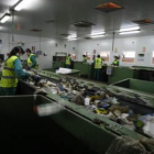 Trabajadores del CTR de San Román de la Vega en las cintas de selección de residuos.