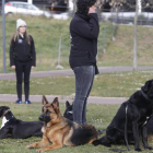 Las terapias con perros disminuyen el estrés y reducen los niveles de ansiedad.