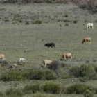 La foto muestra a un grupo de vacas que ayer vagaban por los montes entre Odollo y Llamas