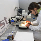 Laboratorio de ID Forest, empresa palentina de investigación y producción micológica.