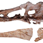 Cráneo del fósil del 'pinocho rex' hallado en el sur de China.