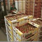 Cofrubi comercializará su producción de peras y manzanas con sello de calidad desde este año