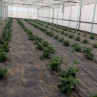 Producción hortícola en cobertura. jesús f. salvadores