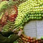 Preparación de un cuadro con distintas clases de manzanas para promover el consumo de frutas