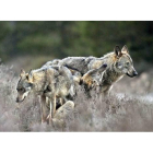 Asaja cree necesario regular la población de lobos en Picos