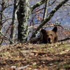 Fotografía facilitada por el Gobierno de Cantabria. Beato, el osezno herido que vagaba por la comarca de Liébana