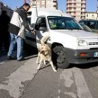Katia es uno de los perros de la Guardia Civil adiestrado para detectar cualquier tipo de explosivo
