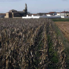 Un campo sin cosechar en San Román el Antiguo (San Cristóbal de la Polantera).