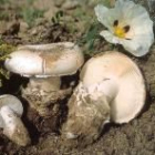 Fotografía de la amanita ponderosa, muy popular en el Sur