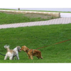 Perros en una zona de recreo en un parque urbano.