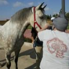 La Fundación Carriegos posee caballos adiestrados específicamente para las terapias con niños