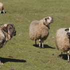 Un mastín vigila las ovejas de su rebaño en un prado de Babia. JESÚS F. SALVADORES