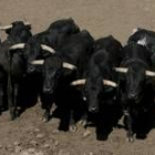 Los toros de Domingo Hernández que se lidiarán hoy, a partir de las 18.00 horas, en El Parque