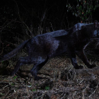 Un leopardo negro, o panterae negra, fotografiado en el Laikipia Wilderness Camp de Kenya.