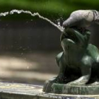Una paloma se refresca en una plaza de la capital tinerfeña