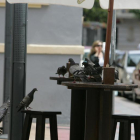 Palomas comiendo una tapa en una terraza de la ciudad.