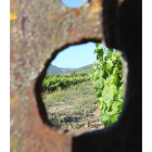 Un viñedo en el Bierzo.