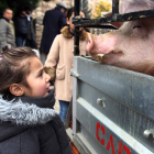 Una niña observa el cerdo de 220 kilos que rifó ayer la Cofradía de San Antón.