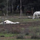 El caballo que apareció muerto en la finca de la empresa.