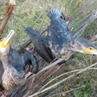 Una pareja de cormoranes jóvenes desafía el frío en los márgenes del río Esla.