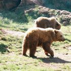 En la Cordillera Cantábrica hay cerca de 200 ejemplares.