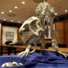 El mundo de los dinosaurios sigue generando una gran expectación
