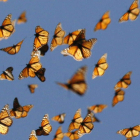 Los científicos llaman la atención sobre el peligro que corren los insectos. taylor